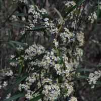 wallaby weed